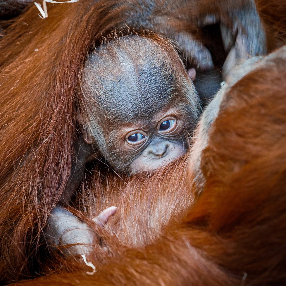 Sameček orangutana sumaterského, který se narodil 17. listopadu 2020, dostal jméno Pustakawan. 