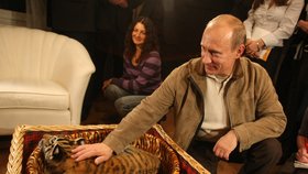 Putin velmi dbá na svou image neohroženého muže. Aby ji podpořil, nechal se vyfotit se svým novým domácím mazlíčkem, tygrem sibiřským, kterého dostal k 56. narozeninám