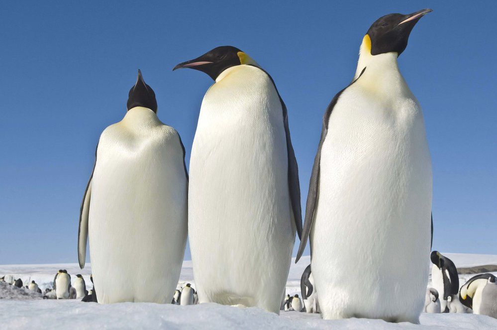 Putování tučňáků: Volání oceánu