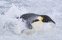 Putování tučňáků: Volání oceánu