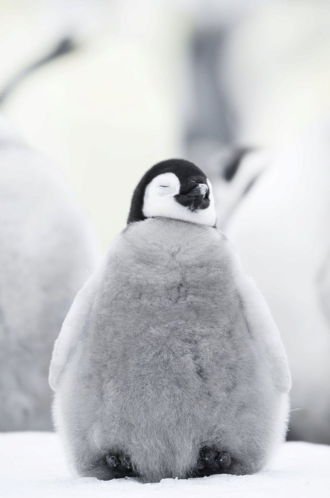 Putování tučňáků: Volání oceánu