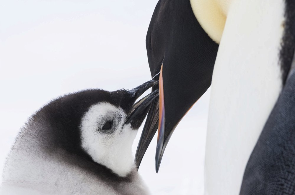 Putování tučňáků: Volání oceánu