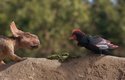 Páťa a jeho kamarád - primitivní pták Alexornis