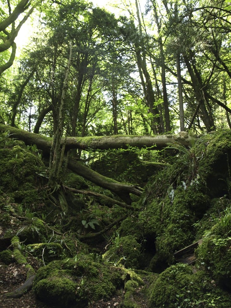 Uvnitř Puzzlewood