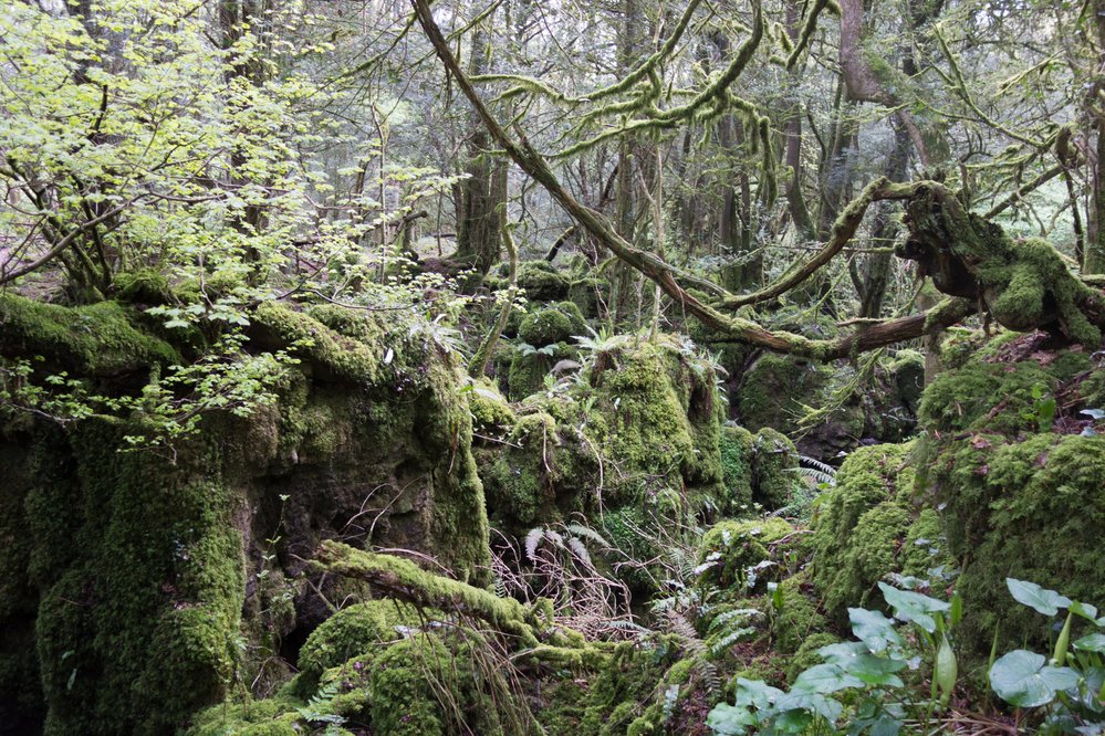 Uvnitř Puzzlewood