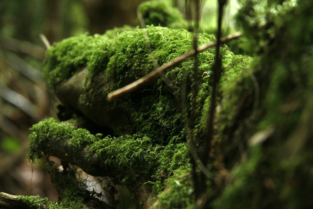 Uvnitř Puzzlewood