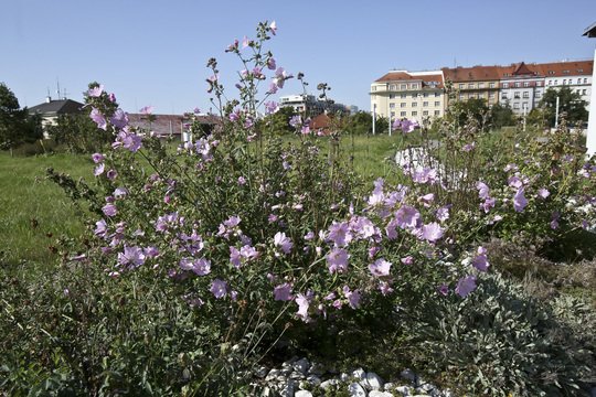 Pražské vodovody a kanalizace ve svých areálech pěstují rozkvetlé trávníky a instalují ptačí budky i včelí úly