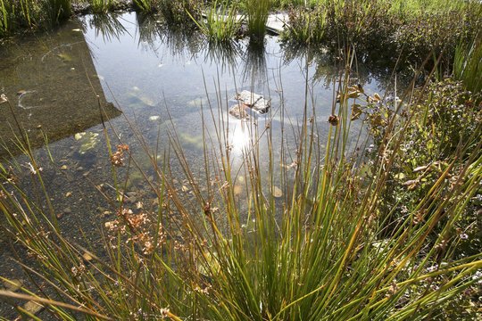 Pražské vodovody a kanalizace ve svých areálech pěstují rozkvetlé trávníky a instalují ptačí budky i včelí úly