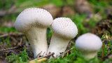 Za jak dlouho po dešti rostou houby? Víme, co se objeví jako první