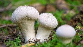 Za jak dlouho po dešti rostou houby? Víme, co se objeví jako první