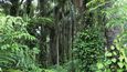 Pygmejové obývají celý středoafrický prales od Albertova jezera až k Atlantickému oceánu