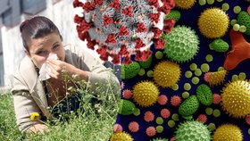 Jaro klepe na dveře: Pyl snižuje obranyschopnost sliznice vůči koronaviru, varují vědci