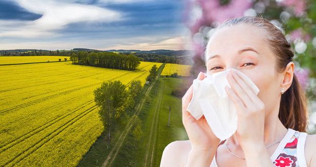 Pylová sezona trvá i deset měsíců v roce! Alergici trpí, ale jsou způsoby, jak si ulevit.