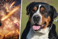 „Kňučení i třes.“ Zábavní pyrotechnika trýzní miláčky, stihne Sněmovna omezení prodeje?