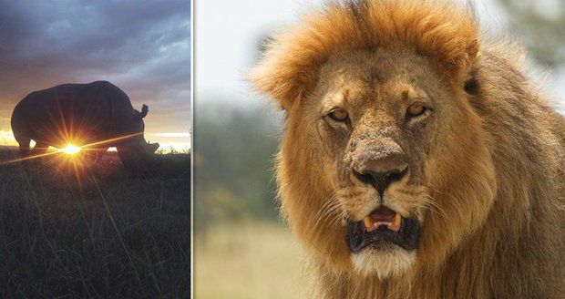 Krutá pomsta přírody: Smečka lvů rozsápala tři pytláky, kteří šli lovit nosorožce