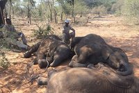 Sloní masakr v Botswaně: Pytláci pozabíjeli 90 zvířat kvůli klům