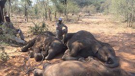 Sloní masakr v Botswaně: Pytláci pozabíjeli 90 zvířat kvůli klům