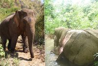 Srdceryvný snímek: Pytláci zabili a rozkuchali slona, kvůli čínské medicíně