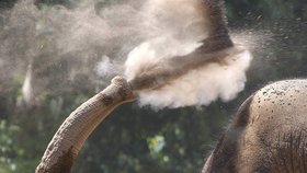 Slon indický je ohroženým druhem.