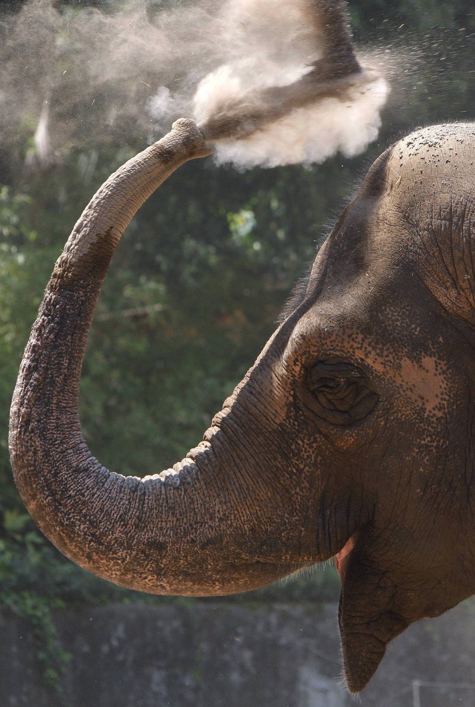 Slon indický je ohroženým druhem.
