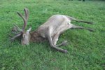 Pytlák zastřelil v oboře na Břeclavsku trofejní kus jelena, zvíře ponechal na místě. Hrozí mu až 2 roky vězení.