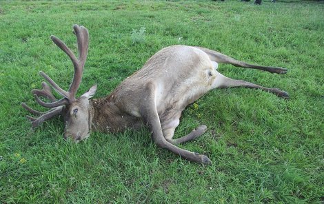 Pytlák zastřelil v oboře na Břeclavsku trofejní kus jelena, zvíře ponechal na místě. Hrozí mu až 2 roky vězení.