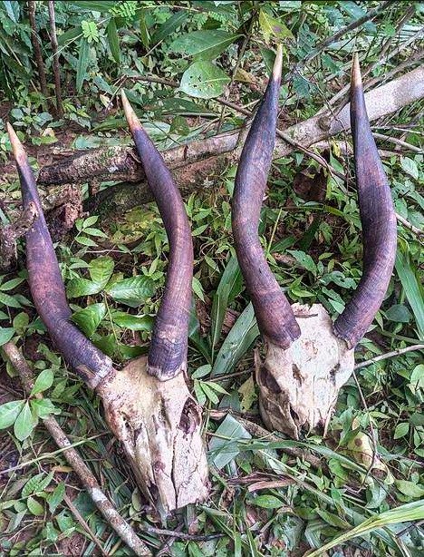 Strážci parku Chinko nalezli desítky mrtvých zvířat.