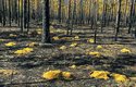 Území zabydlené pytlonoši floridskými je plné hromádek vynesené zeminy