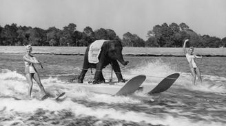Queenie: Jediná slonice na světě, která provozovala vodní lyžování
