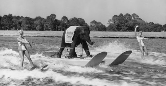 Queenie: Jediná slonice na světě, která provozovala vodní lyžování