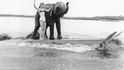 Slonice Queenie milovala vodu natolik, že se v padesátých letech 20. století stala jediným slonem na světě, který provozoval vodní lyžování.