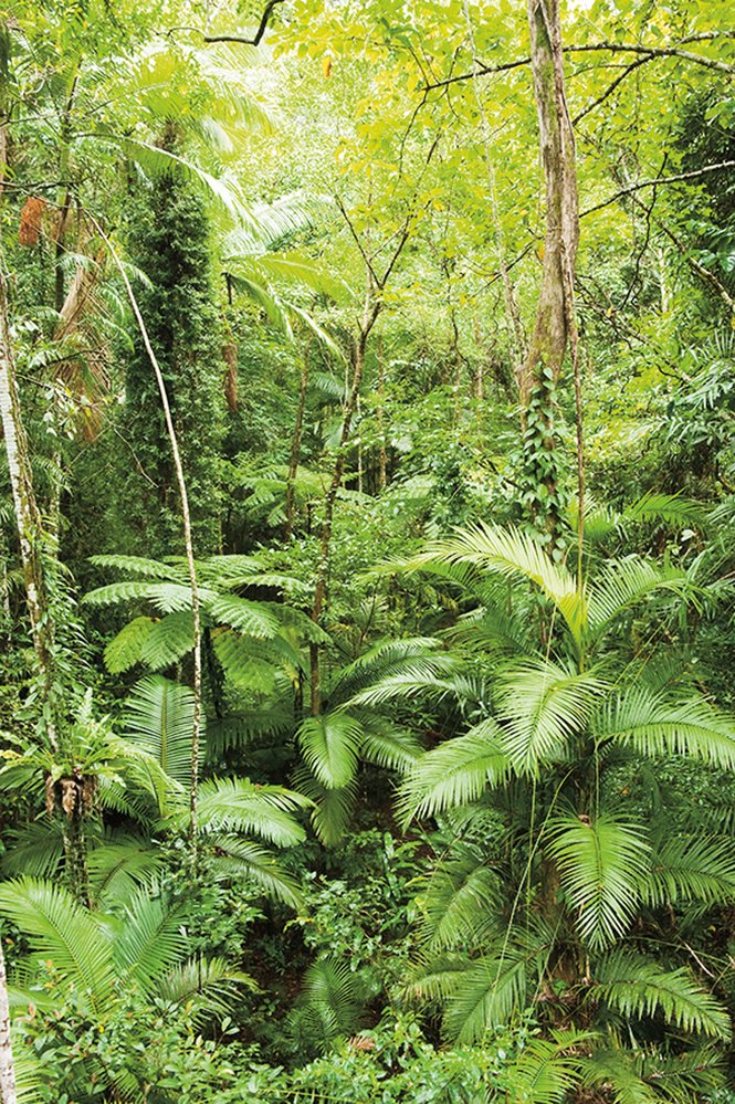 Neprobádané pralesy Queenslandu