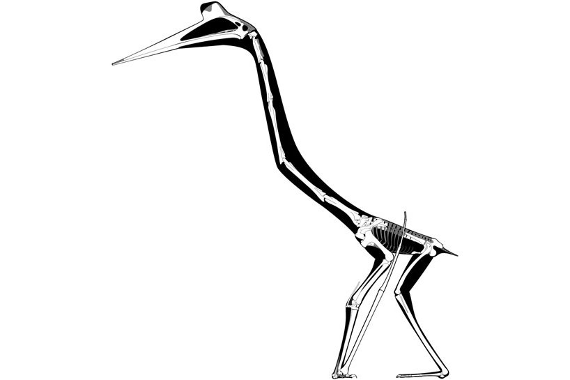 Kostra ptakoještěra Quetzalcoatlus northropi