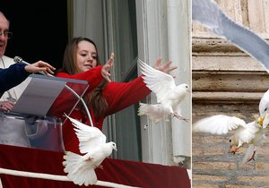 Párek sněhově bílých holubic vypuštěných papežem napadli dravci.