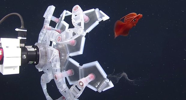 Poké Ball pro vědce: RAD chytá podmořské potvůrky