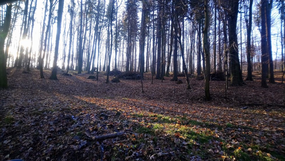 Leoš Novotný (59) dbá na to, aby lesy uvnitř obory byly řádně uklizené.