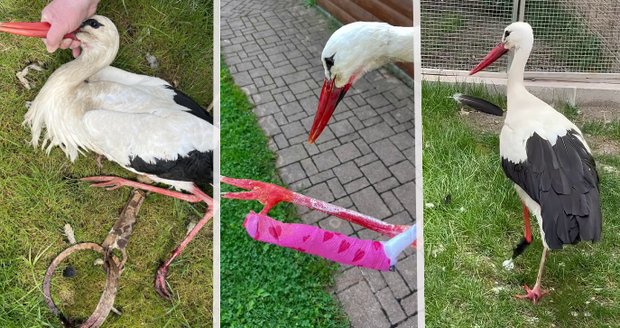 Čáp se chytil do zakázaných želez: Do smrti bude mít trápení kvůli lidské bezohlednosti!