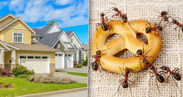 Jak vyhnat mravence z domu?
