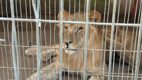 Lvům v zoo v Rafáhu nedávají nic než trochu chleba (31. 12. 2023).