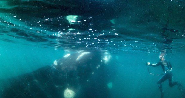 Potápěče spolkla velryba! Tma, bolest a instinkty, popsal děsivé okamžiky