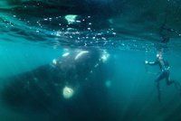 Potápěče spolkla velryba! Tma, bolest a instinkty, popsal děsivé okamžiky