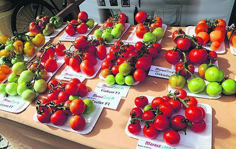 Slavnosti rajčat v Břeclavi představily známé i méně známé odrůdy rajčat.