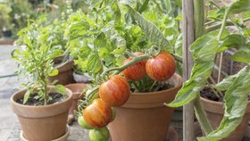 Rajčata patří mezi zeleninu, u které se chuť hodně řeší (ilustrační foto)