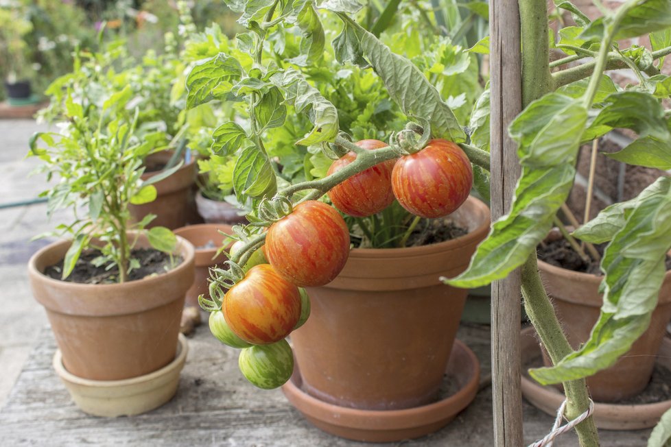 Rajčata patří mezi zeleninu, u které se chuť hodně řeší (ilustrační foto)