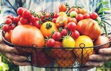 Jak uchovat rajčata? Pochutnávejte si na nich i v zimě 