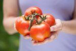 Máme pro vás několik jednoduchých tipů na to, jak zeleným rajčatům pomoci, aby vám dozrála doma.