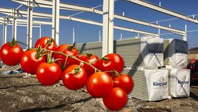 Na Moravě se staví největší skleníky u nás. Budou se v nich pěstovat rajčata.