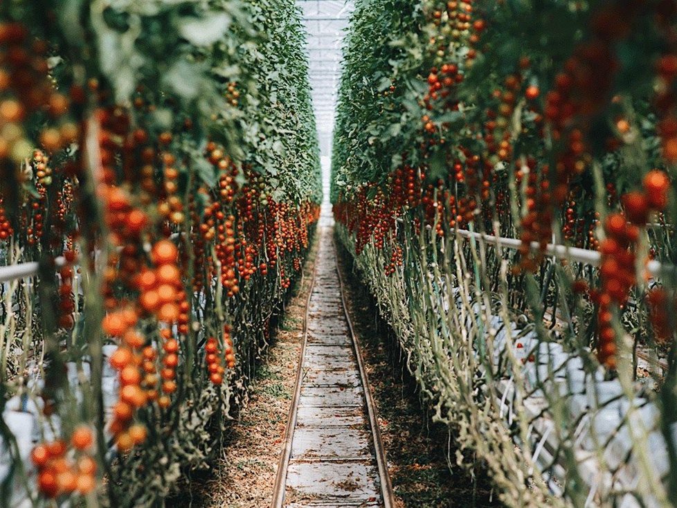 Tak bude skleník vypadat na přelomu roku, kdy plánují farmáři z Velkých Němčic první sklizeň. Fotografie pochází z obdobného skleníku na Slovensku.