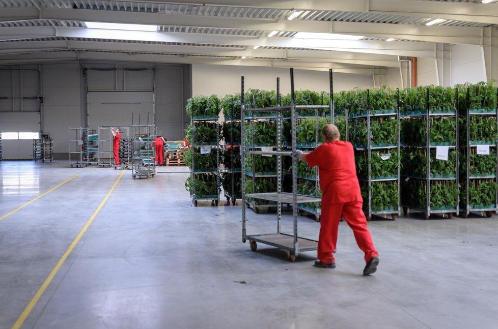 Farmáři převážejí rostliny rajčat ze skladu do obřího skleníku.