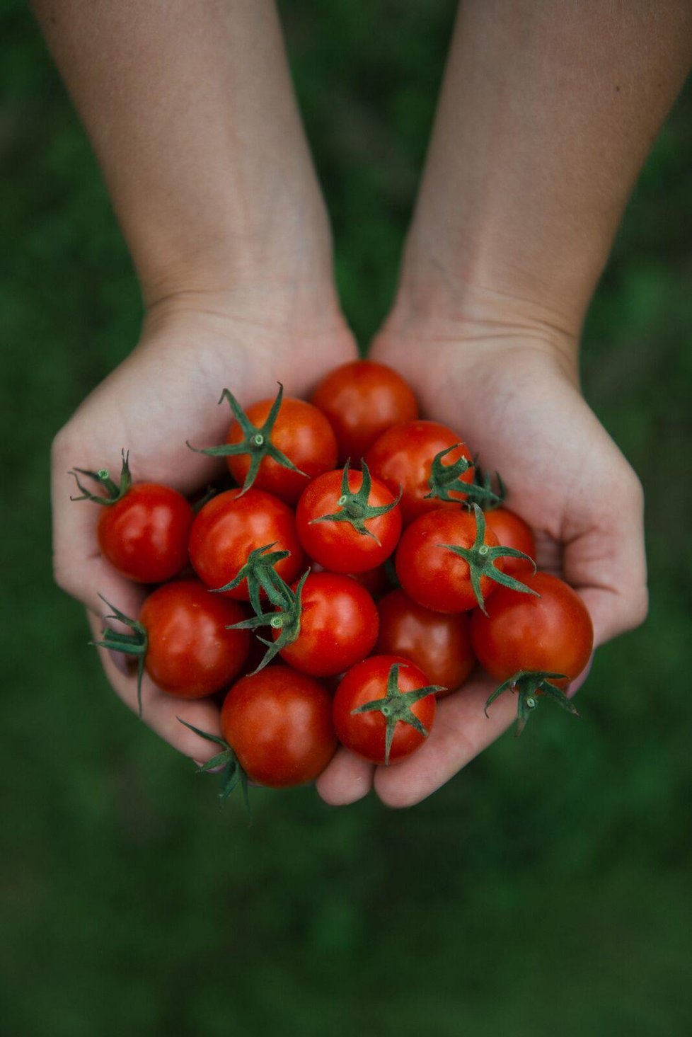 Tak bude vypadat na přelomu roku první úroda moravských rajčátek. Farmáři je do řetězců dodají prostřednictvím speciálně založeného družstva Čerstvě utrženo.